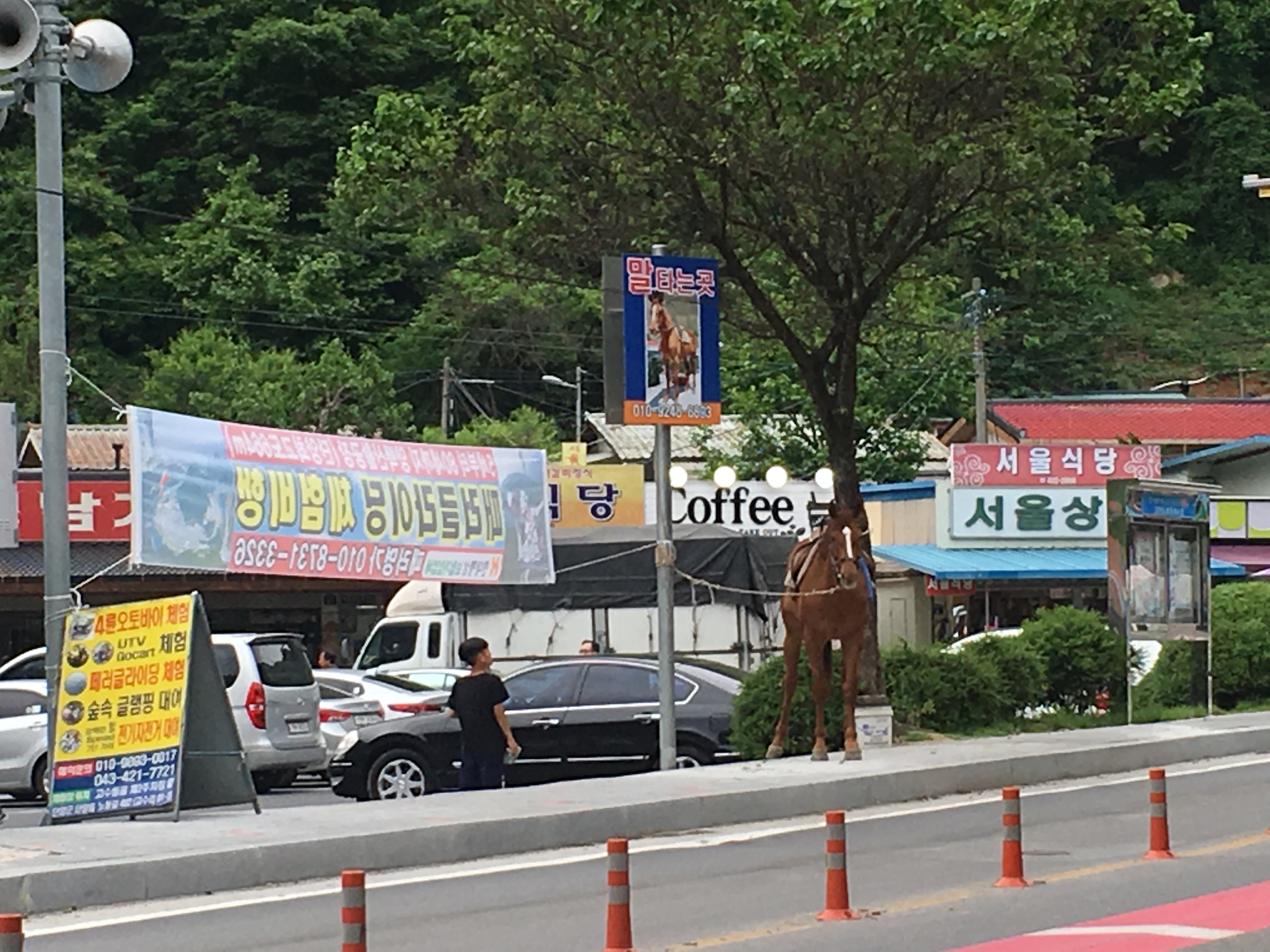도로가에 말..