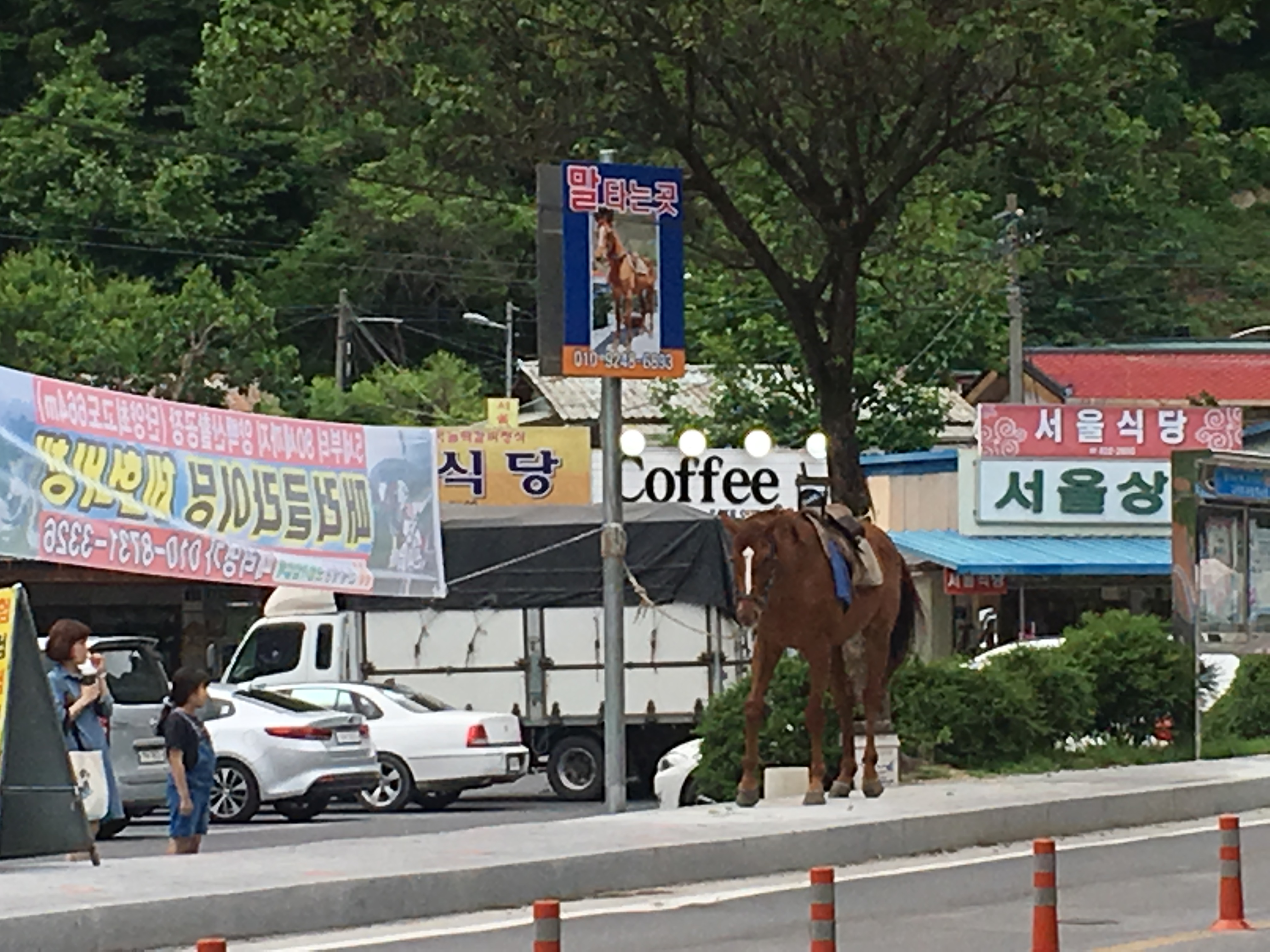 도로가에 말..