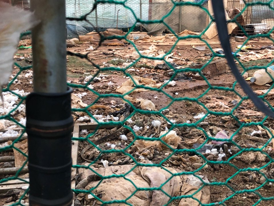 개농장 제보합니다