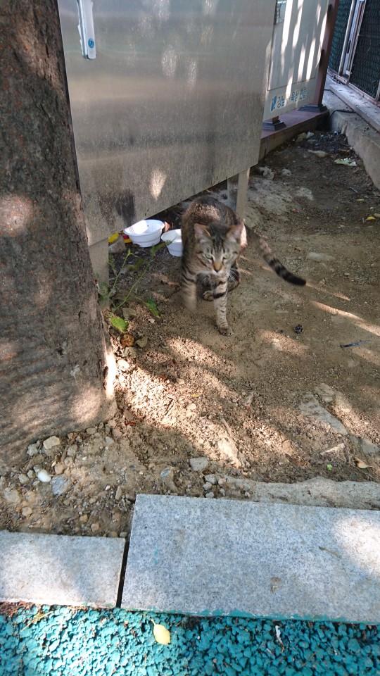 학대제보는 아닙니다. 강남구 양재천 새끼 길고양이 도움요청.