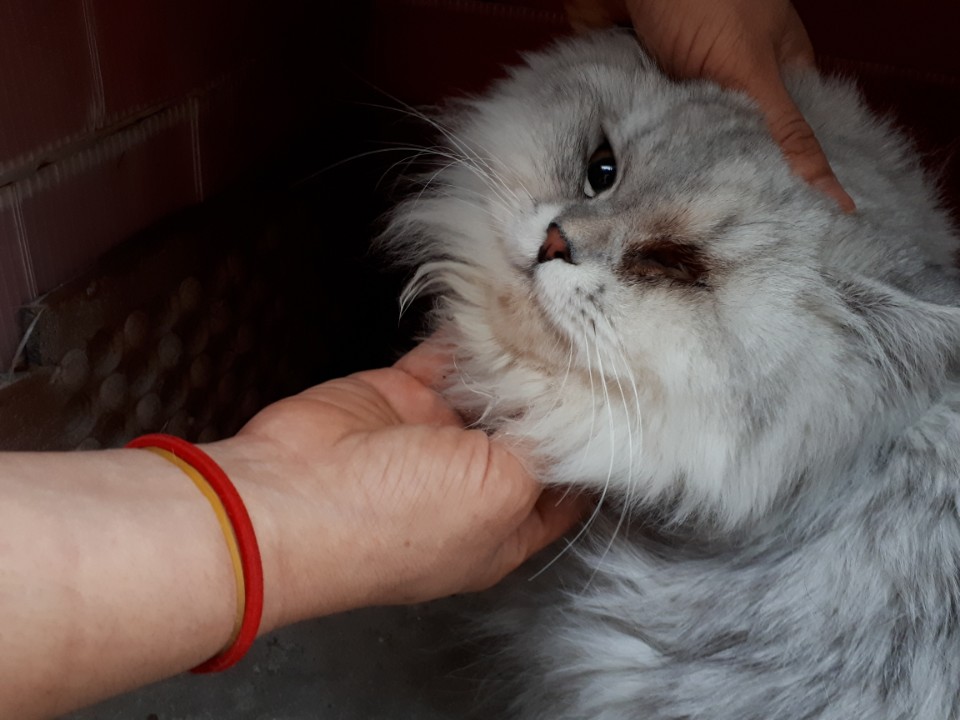 눈 한쪽이 없는 유기된 고양이