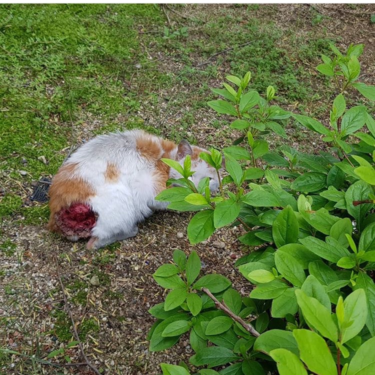 심하게 다친 고양이가 몇주 째 구조되지 않고 있어요 ㅠㅠㅠㅠ