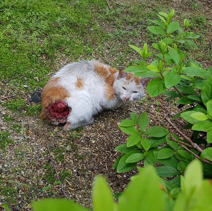 심하게 다친 고양이가 몇주 째 구조되지 않고 있어요 ㅠㅠㅠㅠ
