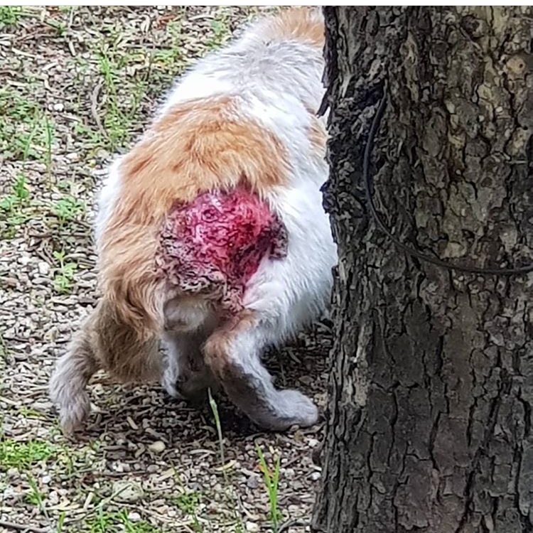 심하게 다친 고양이가 몇주 째 구조되지 않고 있어요 ㅠㅠㅠㅠ