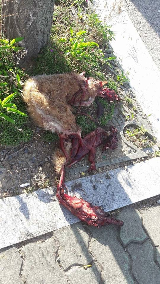 경주 길고양이 사지절단 학대