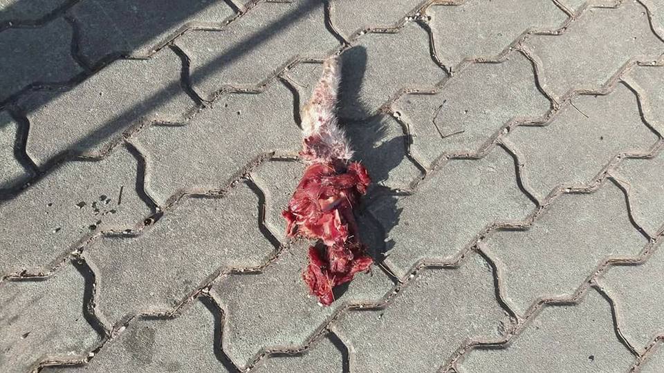 경주 길고양이 사지절단 학대