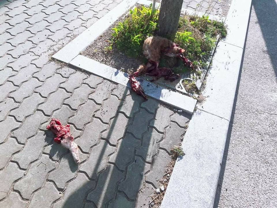 경주 길고양이 사지절단 학대