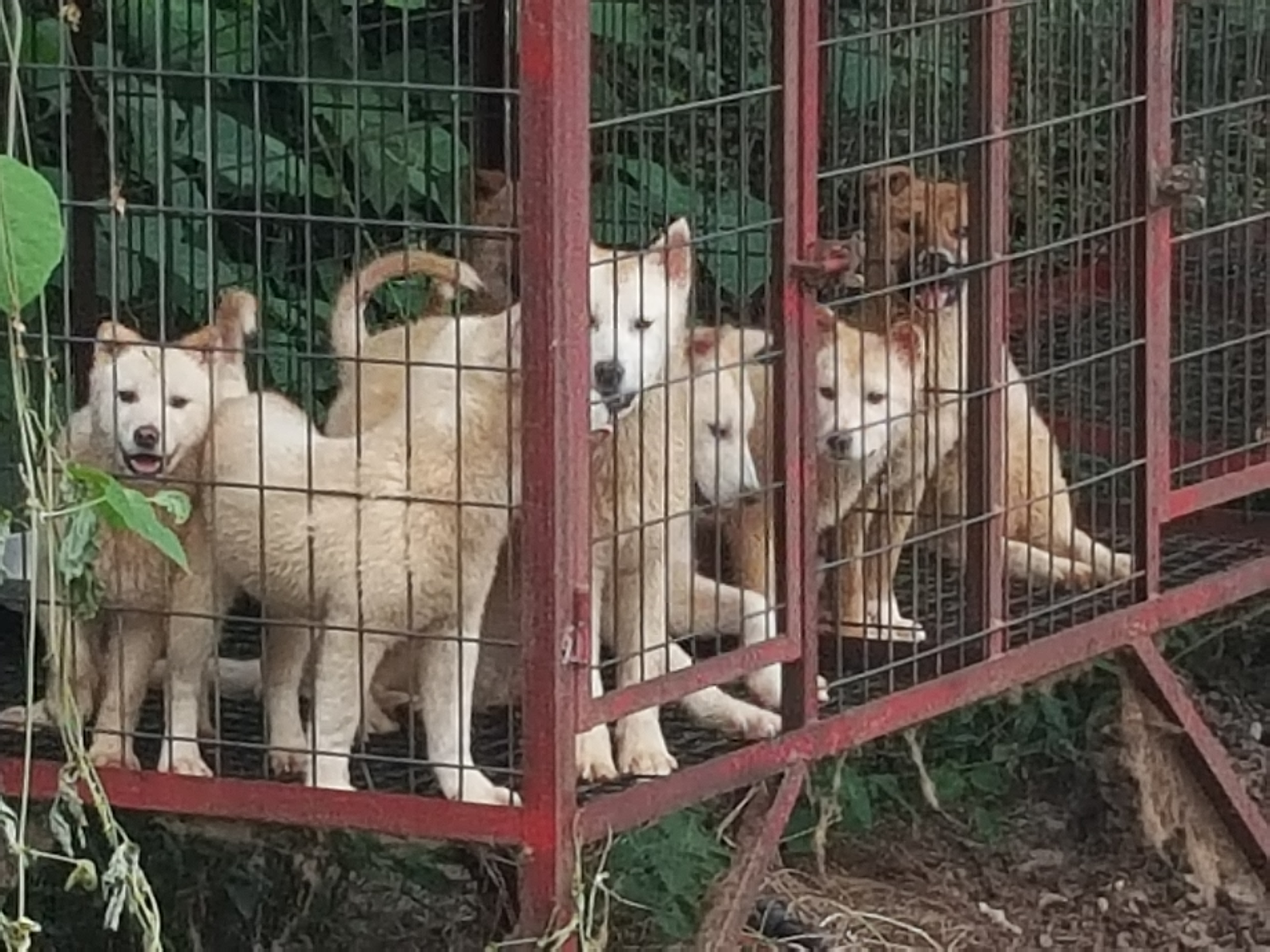 철창 안의 아가들 (사진 첨부)