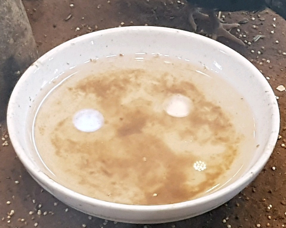 인천 남부 동물카페에서 동물학대(방치)현장을 발견했습니다.