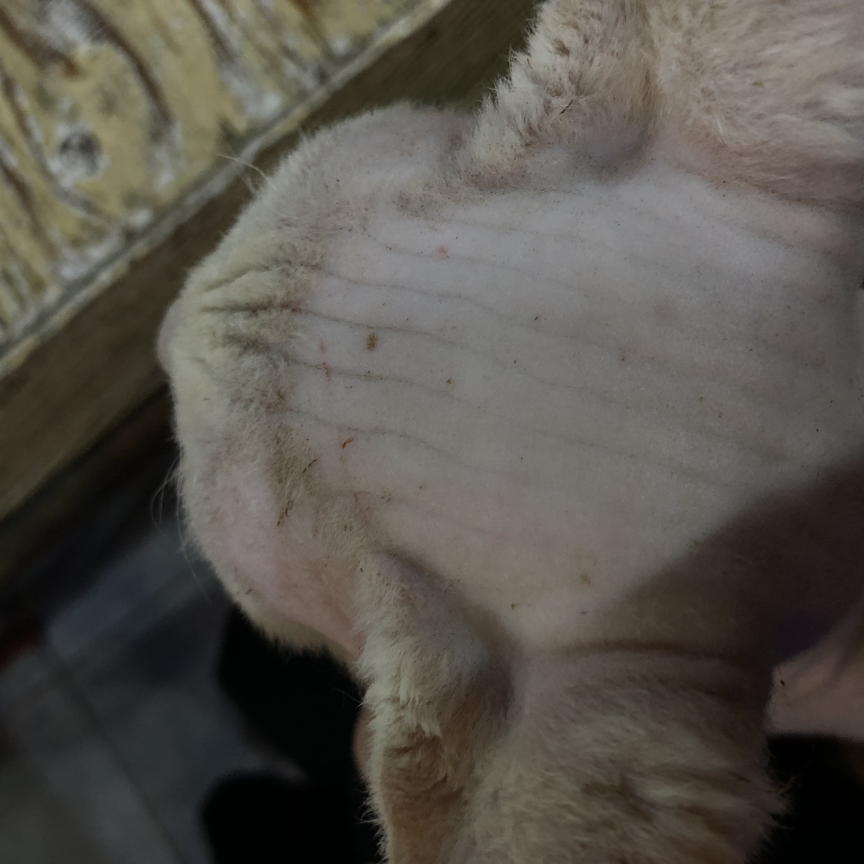 홍대 동물카페 방치학대