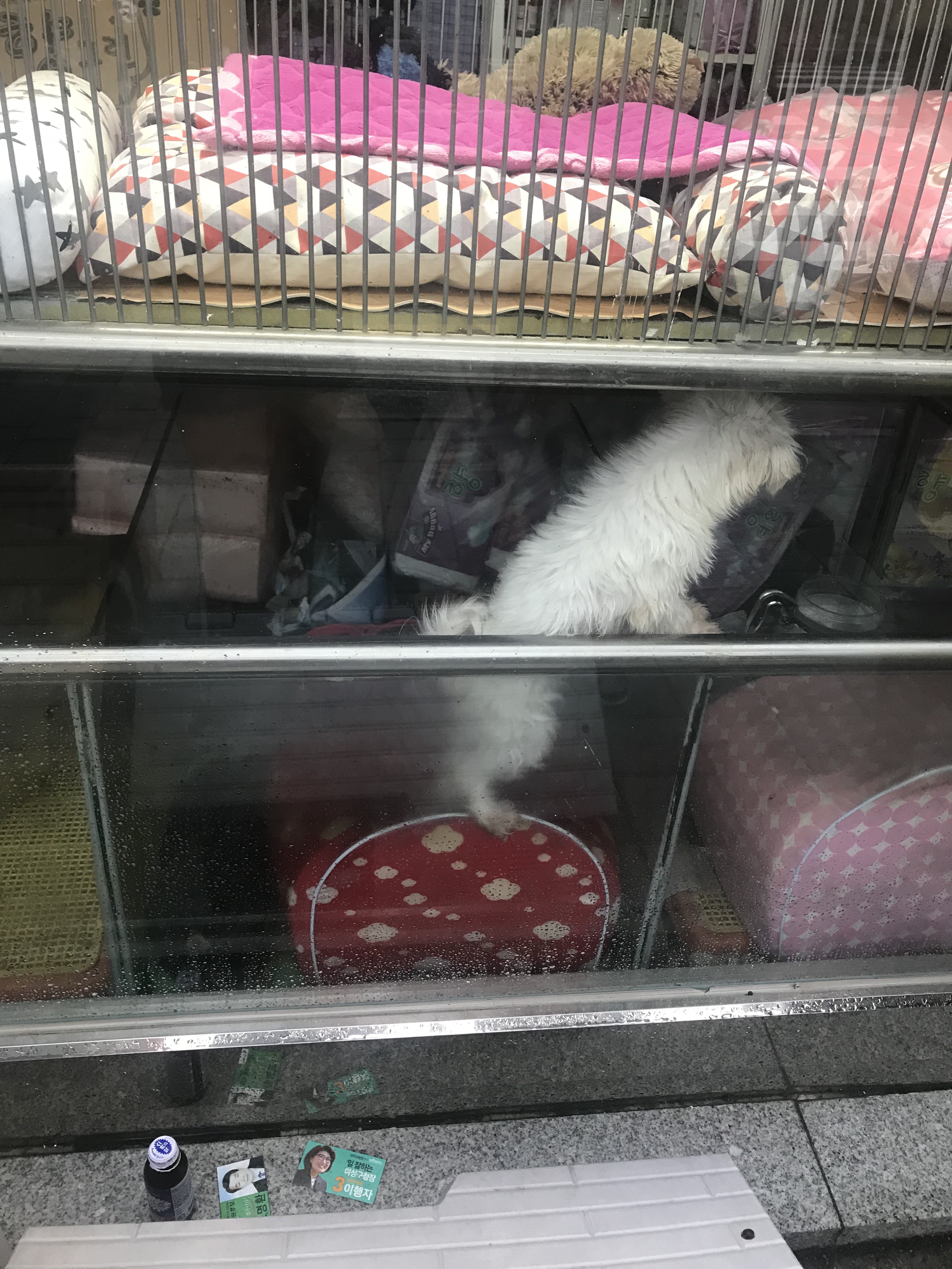 건물주와의 분쟁때문에 폐업된 애견샵에서 강아지 5마리가 죽어가고 있습니다. 