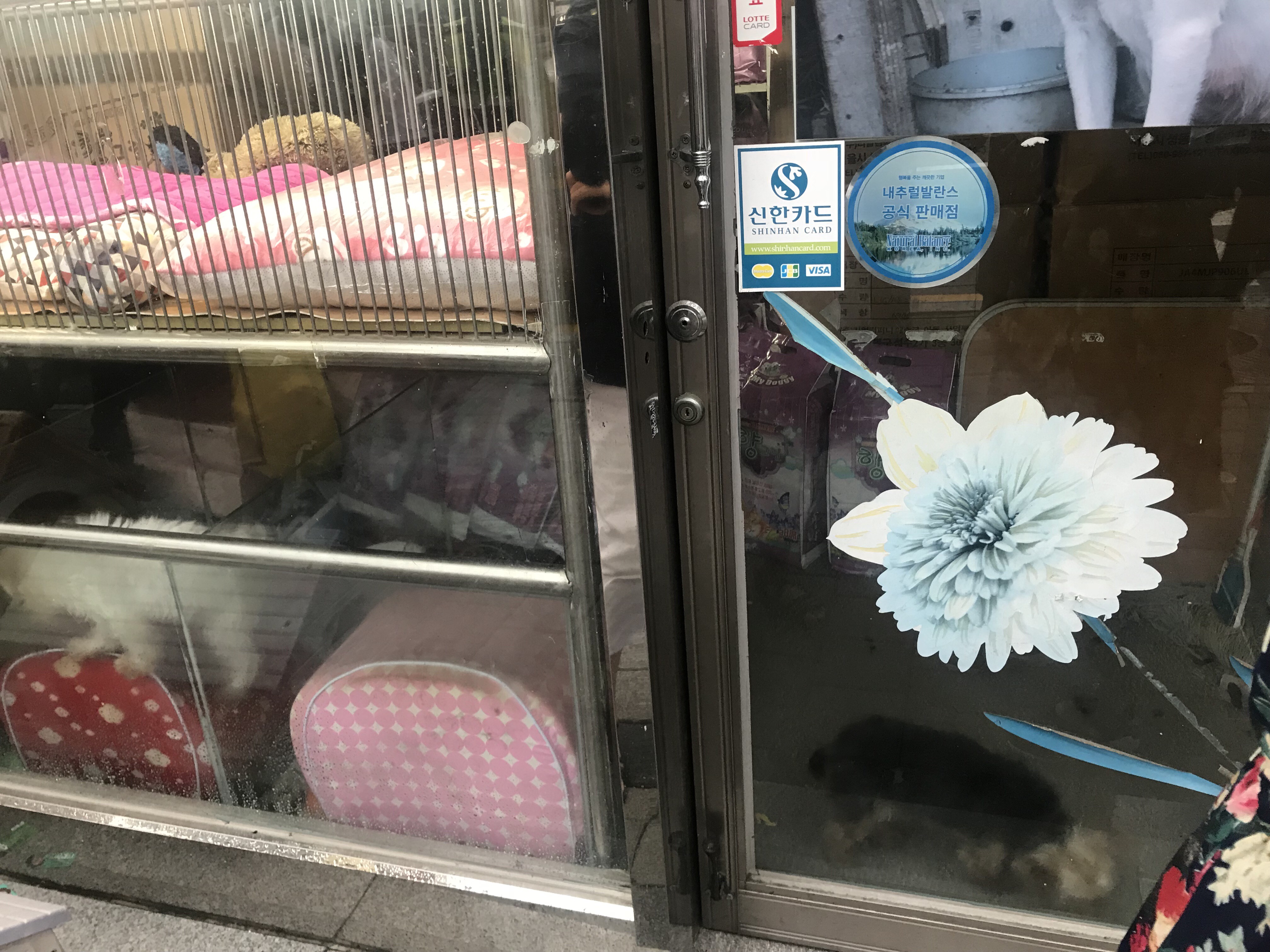 건물주와의 분쟁때문에 폐업된 애견샵에서 강아지 5마리가 죽어가고 있습니다. 