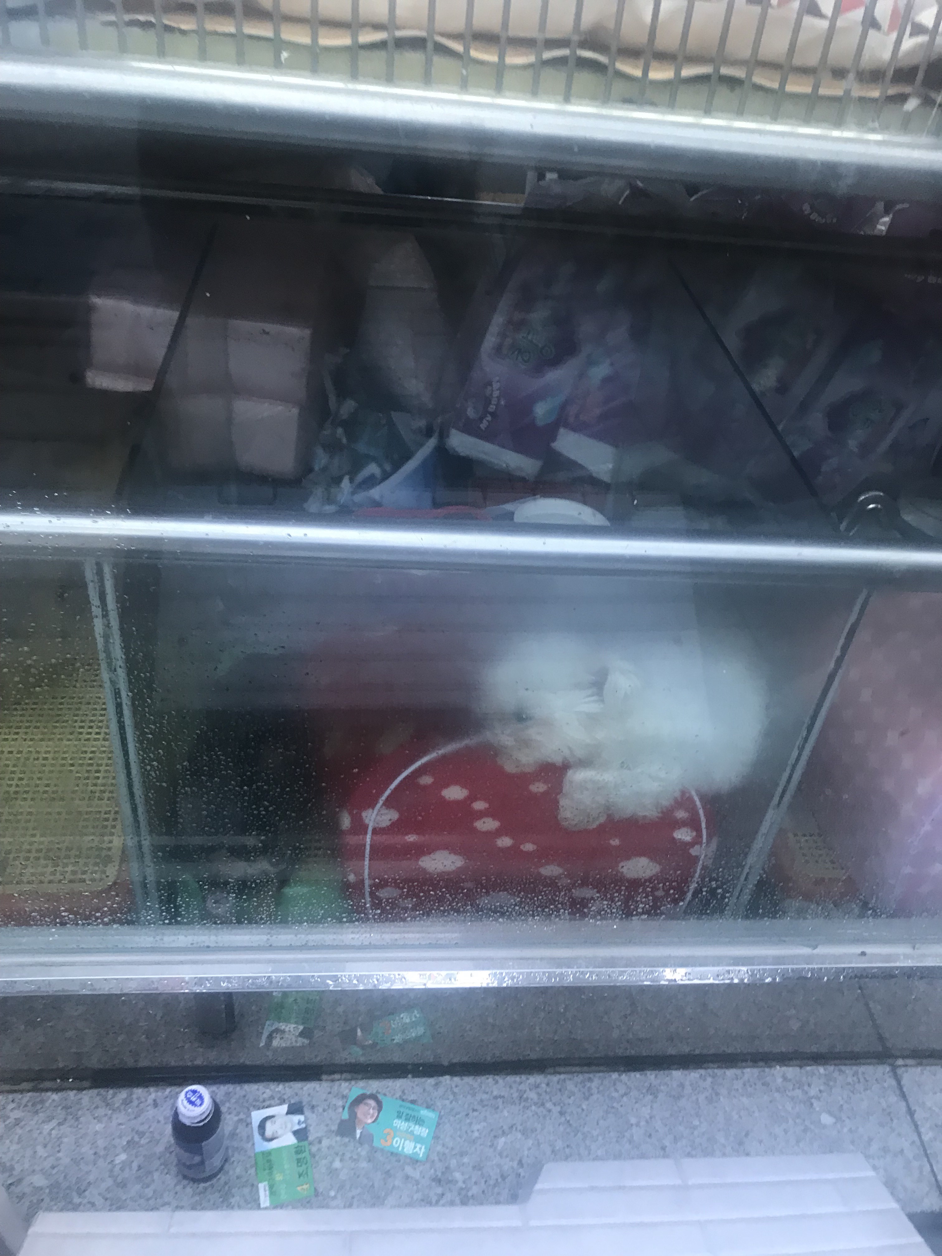 건물주와의 분쟁때문에 폐업된 애견샵에서 강아지 5마리가 죽어가고 있습니다. 