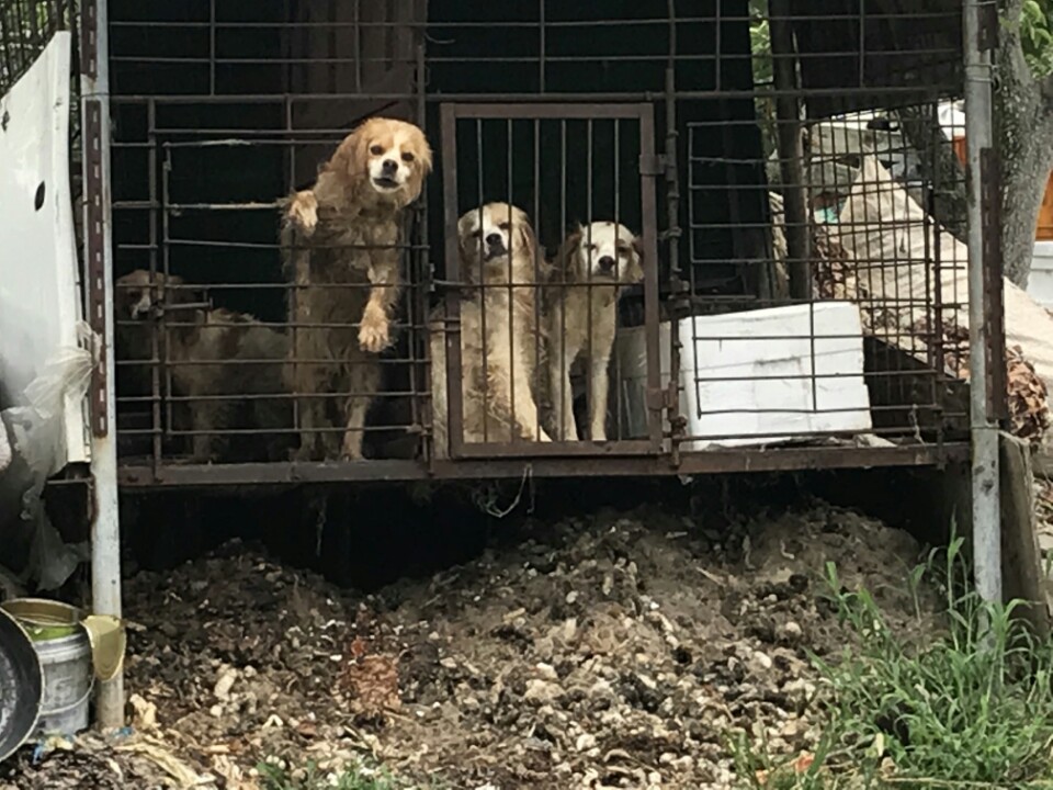 평생 철장에 갇혀있는 강아지들을 구해주세요