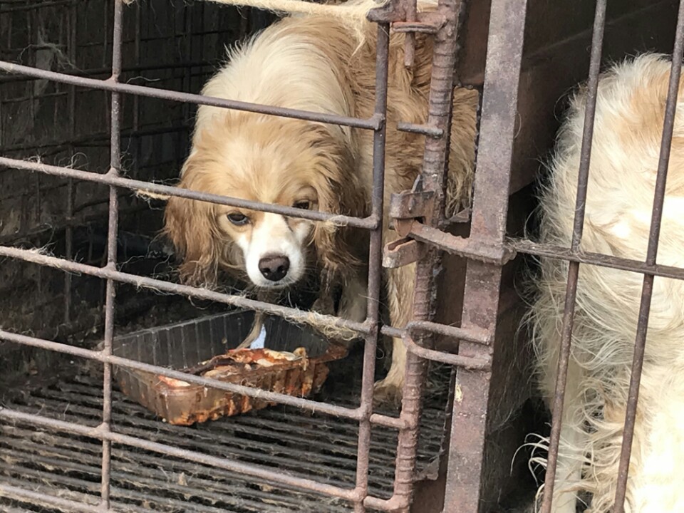 평생 철장에 갇혀있는 강아지들을 구해주세요