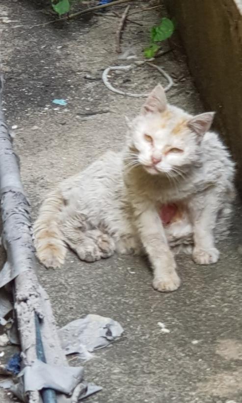 길냥이가 배가 찢어져서 진물이 흐르고 있어요 .