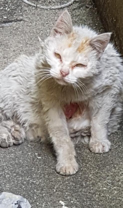 길냥이가 배가 찢어져서 진물이 흐르고 있어요 .