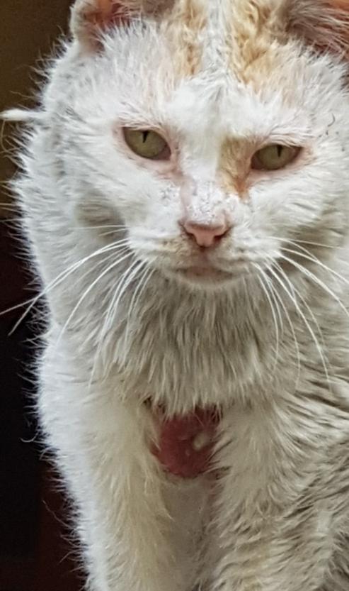 길냥이가 배가 찢어져서 진물이 흐르고 있어요 .
