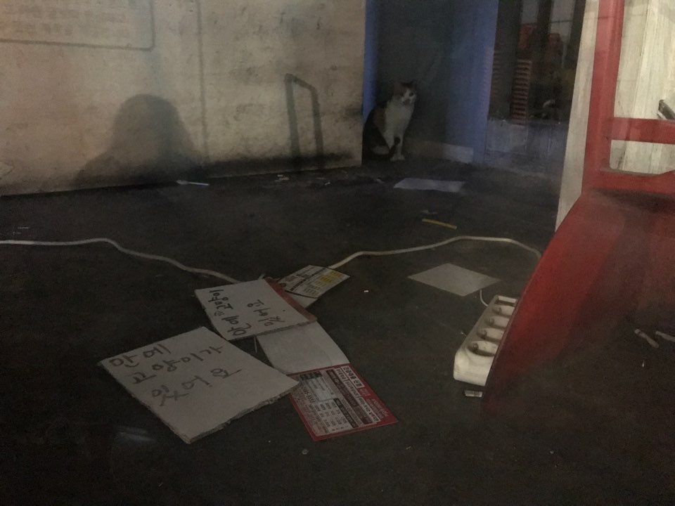 빈 상가 안에 고양이가 일주일째 갇혀 있어요. 먹지도 마시지도 못하고 있어요. 