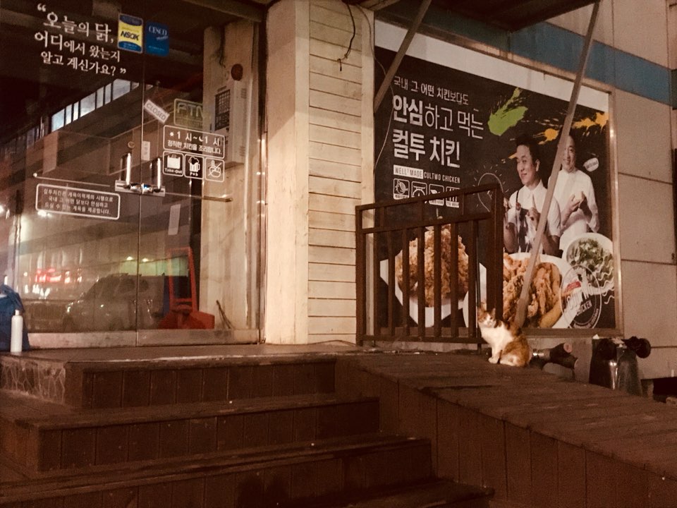 빈 상가 안에 고양이가 일주일째 갇혀 있어요. 먹지도 마시지도 못하고 있어요. 
