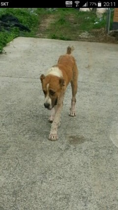 주인이 학대한 강아지가 보호소에서 안락사 앞두고 있어요 