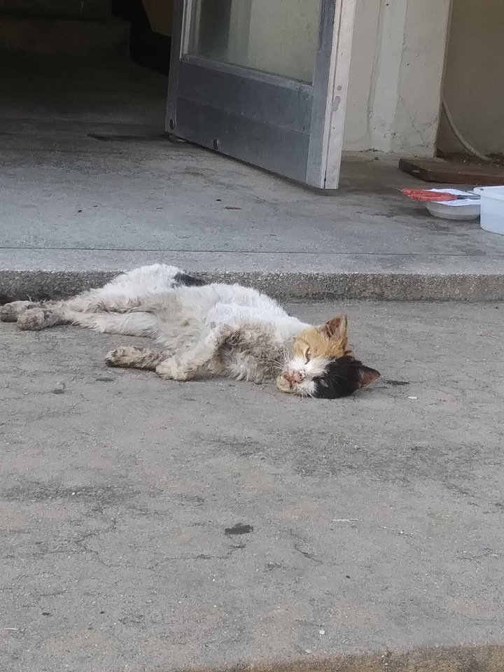 처참한 몰골의 길고양이