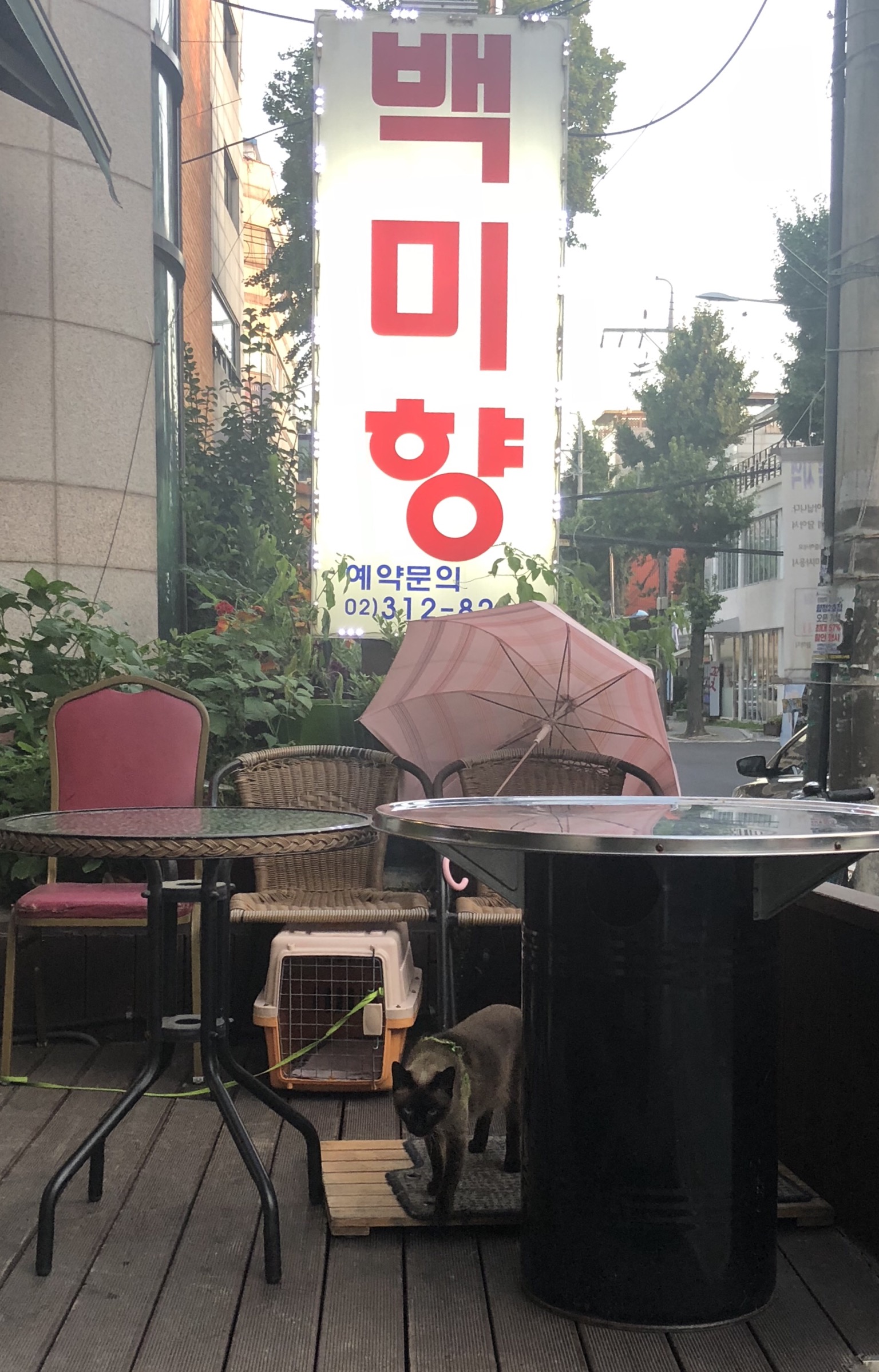 마포구 합정역 근방 두군데의 동물방치 (개, 고양이) 