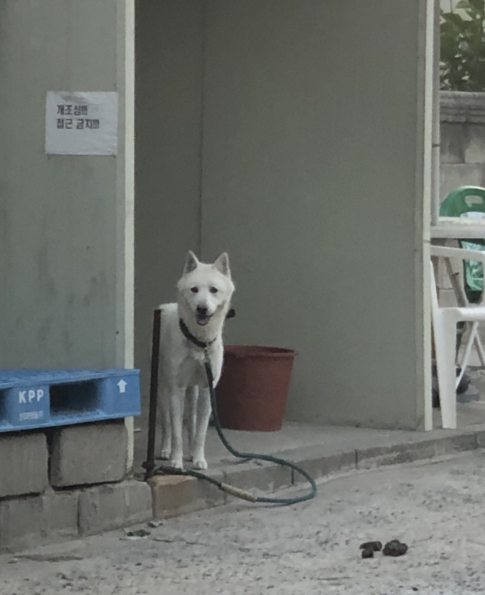 마포구 합정역 근방 두군데의 동물방치 (개, 고양이) 