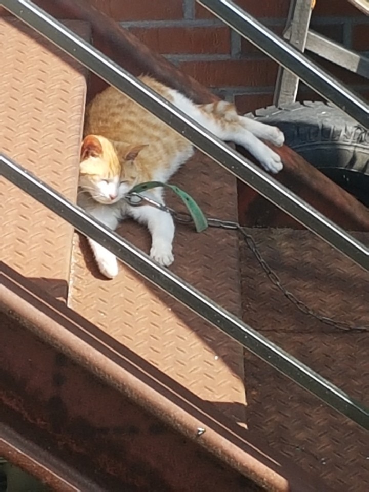 보신탕집 마당에 묶여있는 고양이