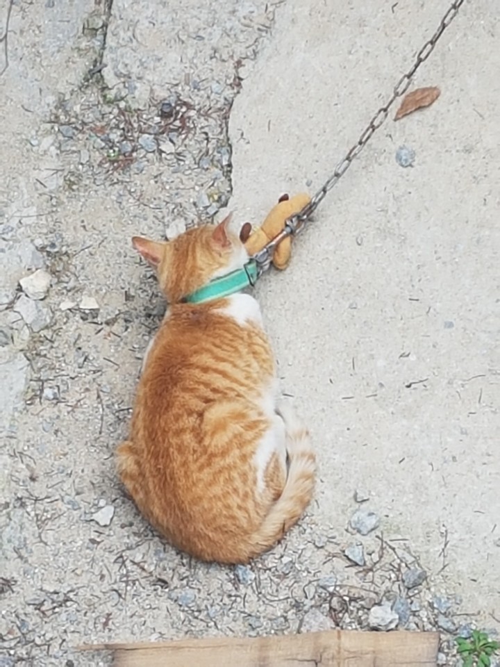 보신탕집 마당에 묶여있는 고양이