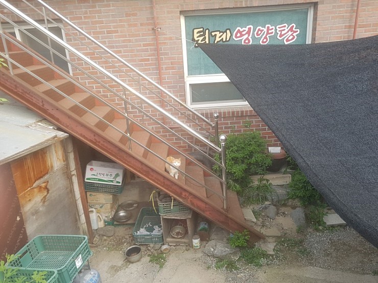 보신탕집 마당에 묶여있는 고양이