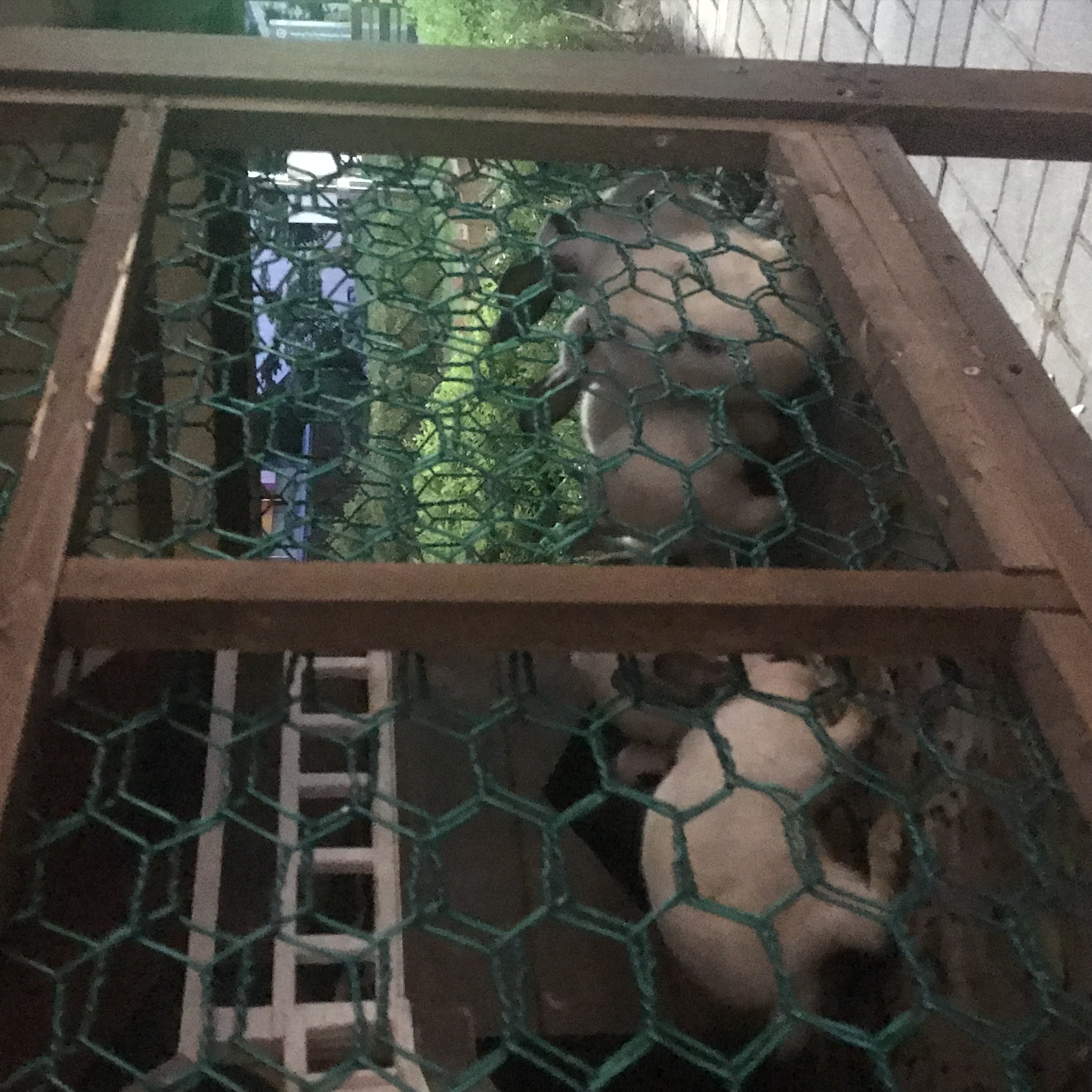 일산 원마운트 아기동물들 상태가 걱정됩니다.