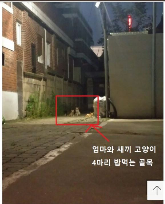 길고양이가족을 제발 구해주세요.