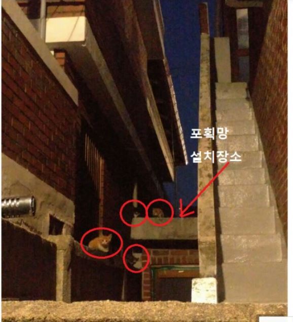 길고양이가족을 제발 구해주세요.