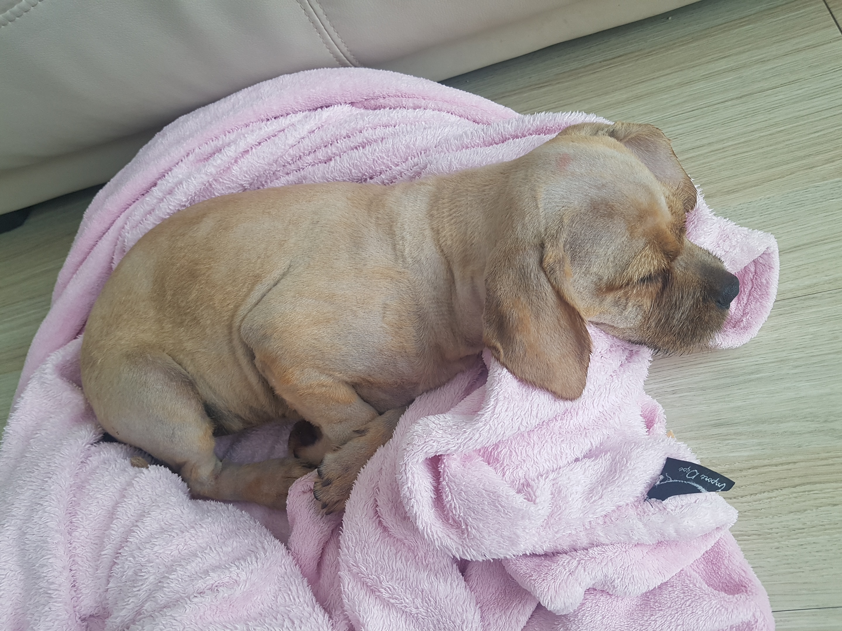 장애인두분이 새끼 강아지를 이더위에 아스팔트 위로 끌고다니다 탈진구조