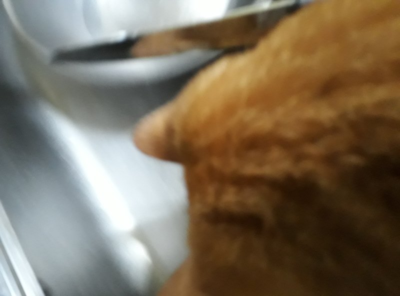 워마드 게시글에 현재 숫고양이를 죽이려는 사진등이 올라와있습니다.