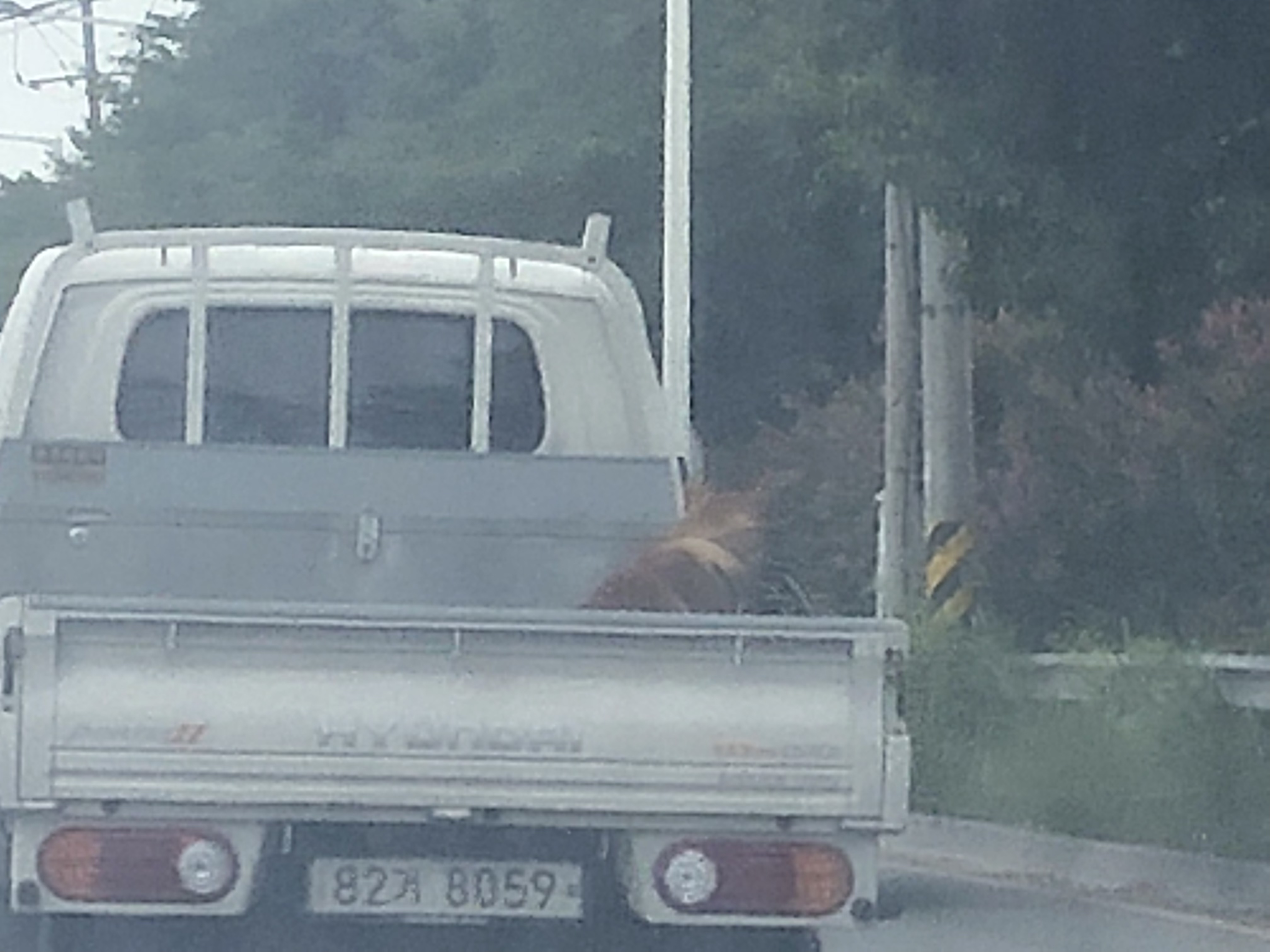 개 도살 추정 트럭 신고합니다.