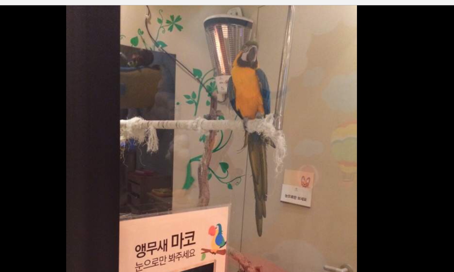 앵무새 학대