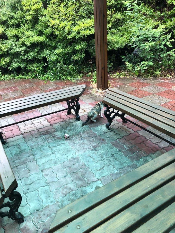 참수당한 고양이 머리 나머지 새끼고양이 3마리를 찾아야합니다.