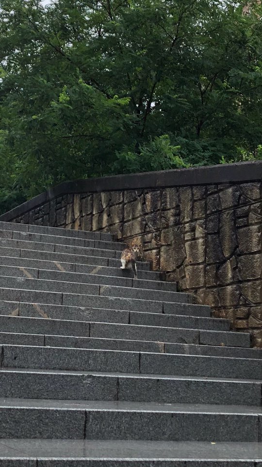 참수당한 고양이 머리 나머지 새끼고양이 3마리를 찾아야합니다.