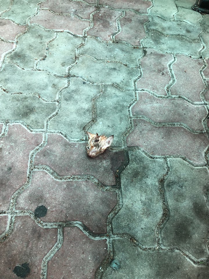 참수당한 고양이 머리 나머지 새끼고양이 3마리를 찾아야합니다.