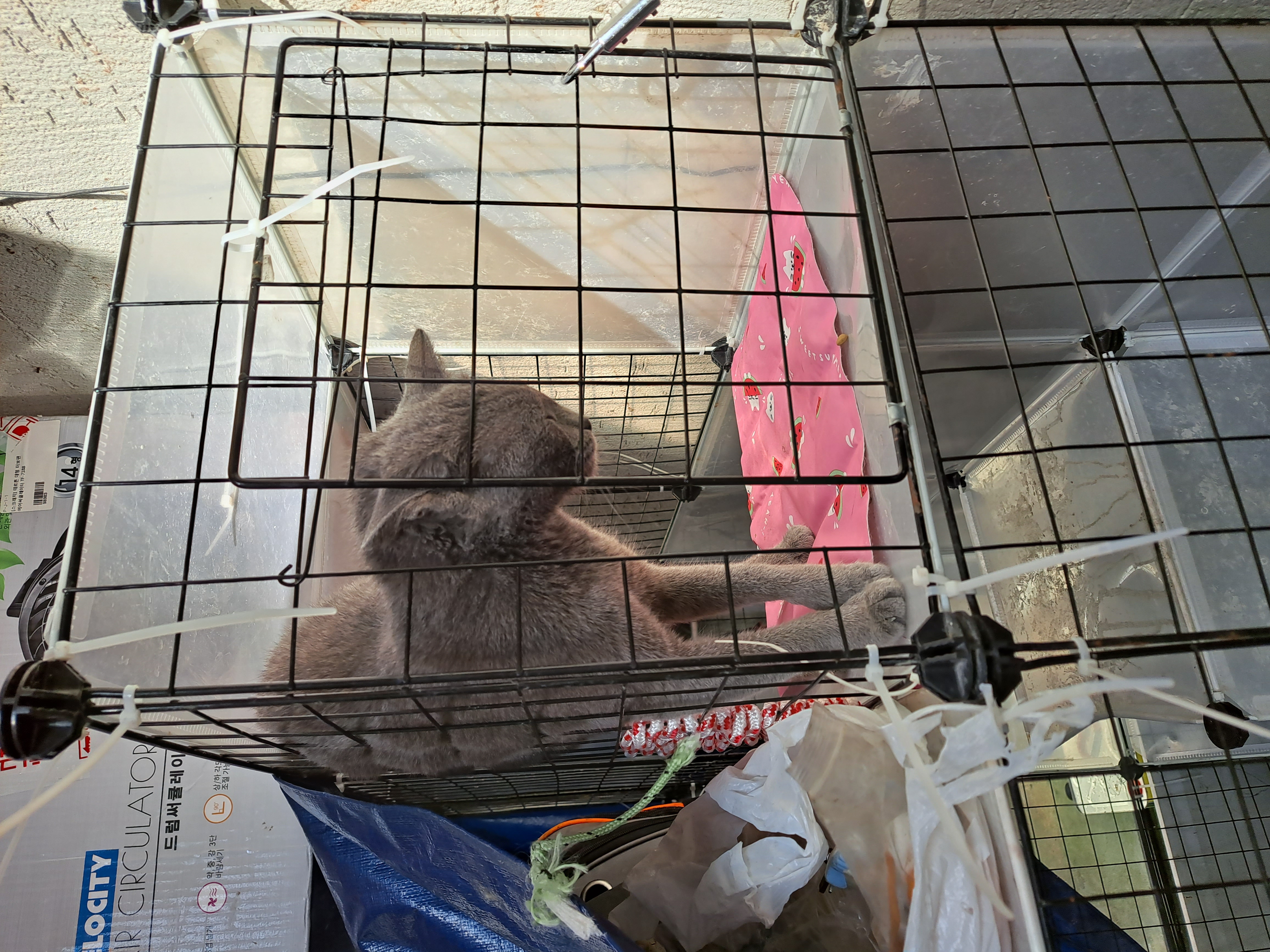 고양이 방치 및 불법환경 신고합니다