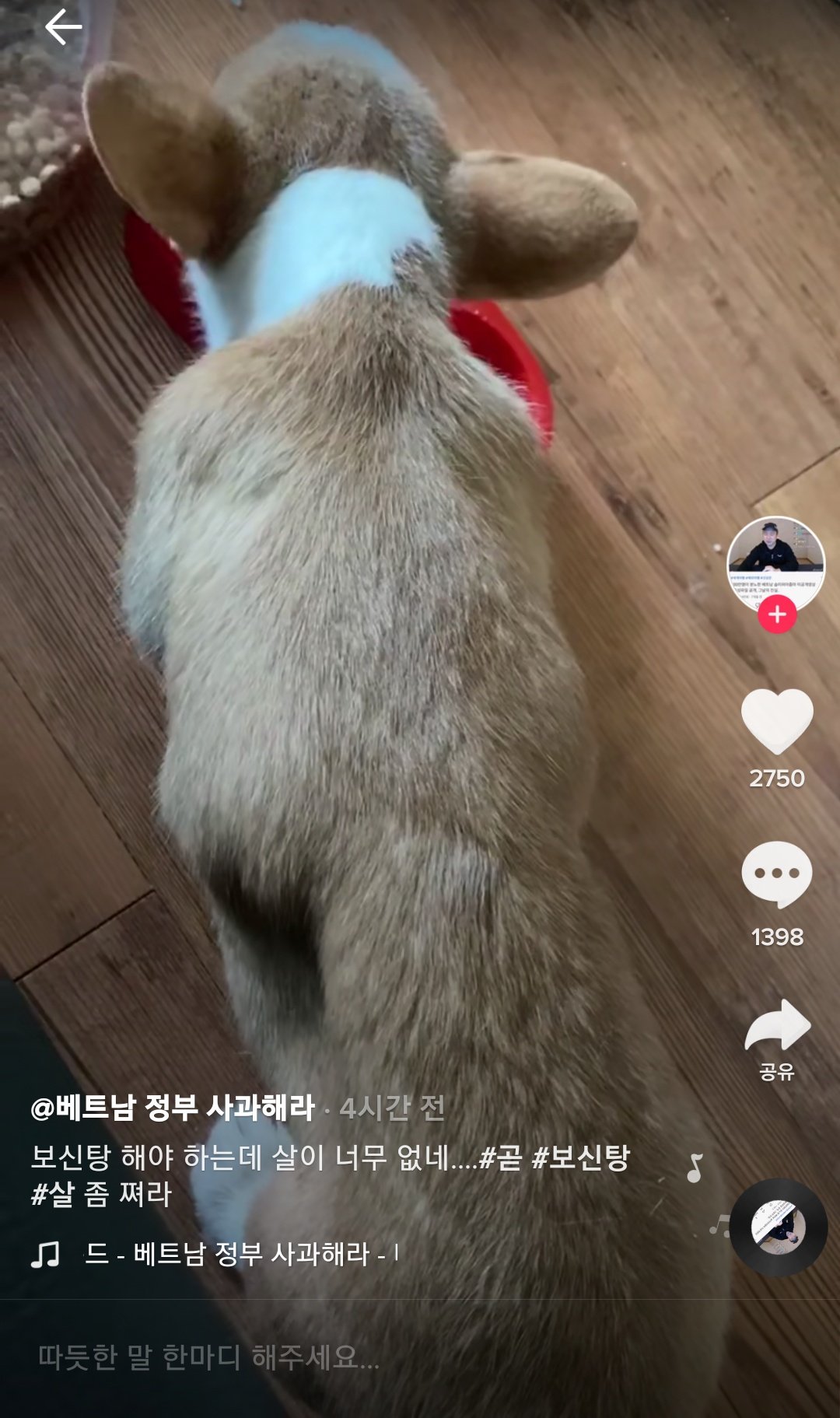 틱톡 컨텐츠 동물 학대.