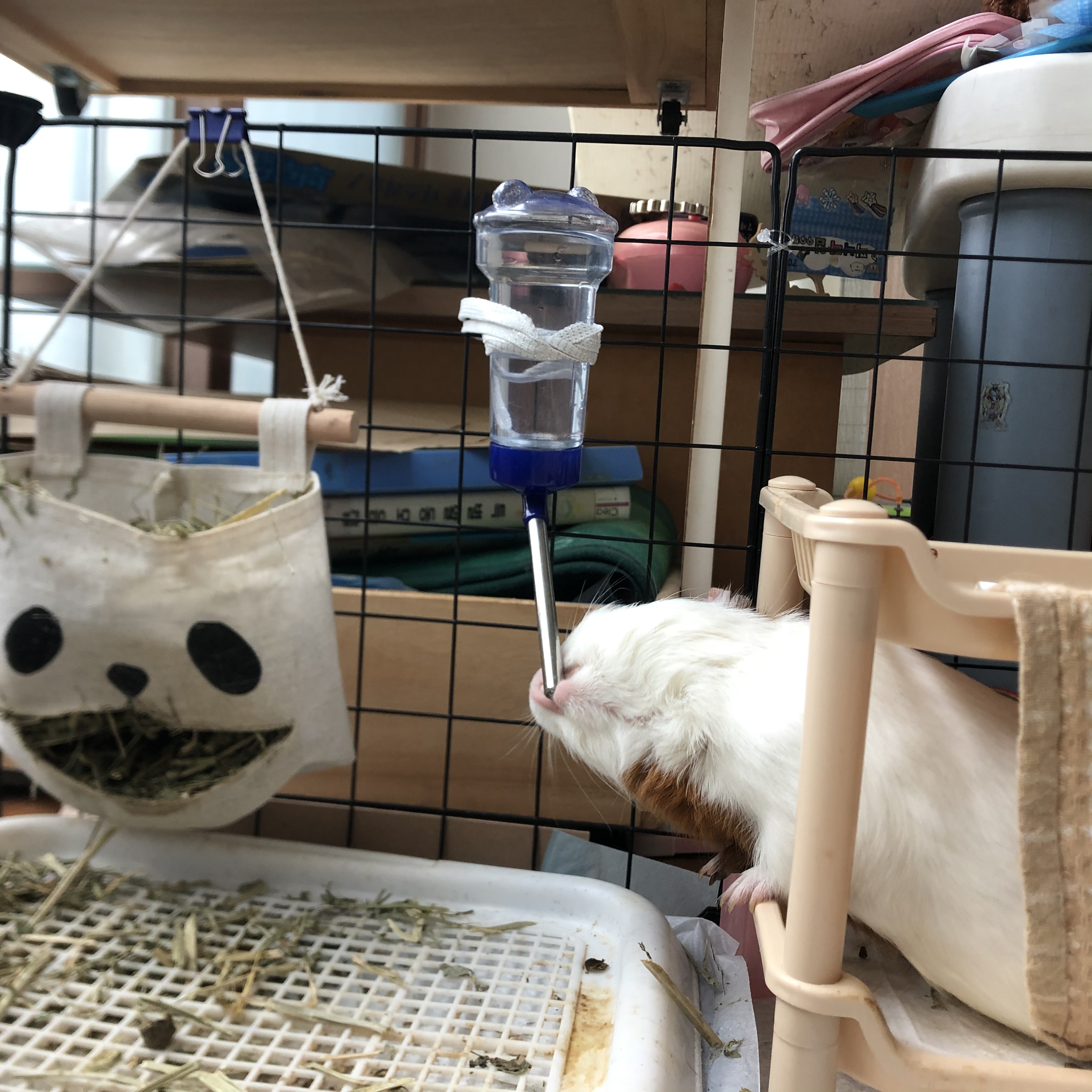 크림(뽀짝) 모카(홧팅) 라떼(내라) 한 달 좀 안 된 입양 근황