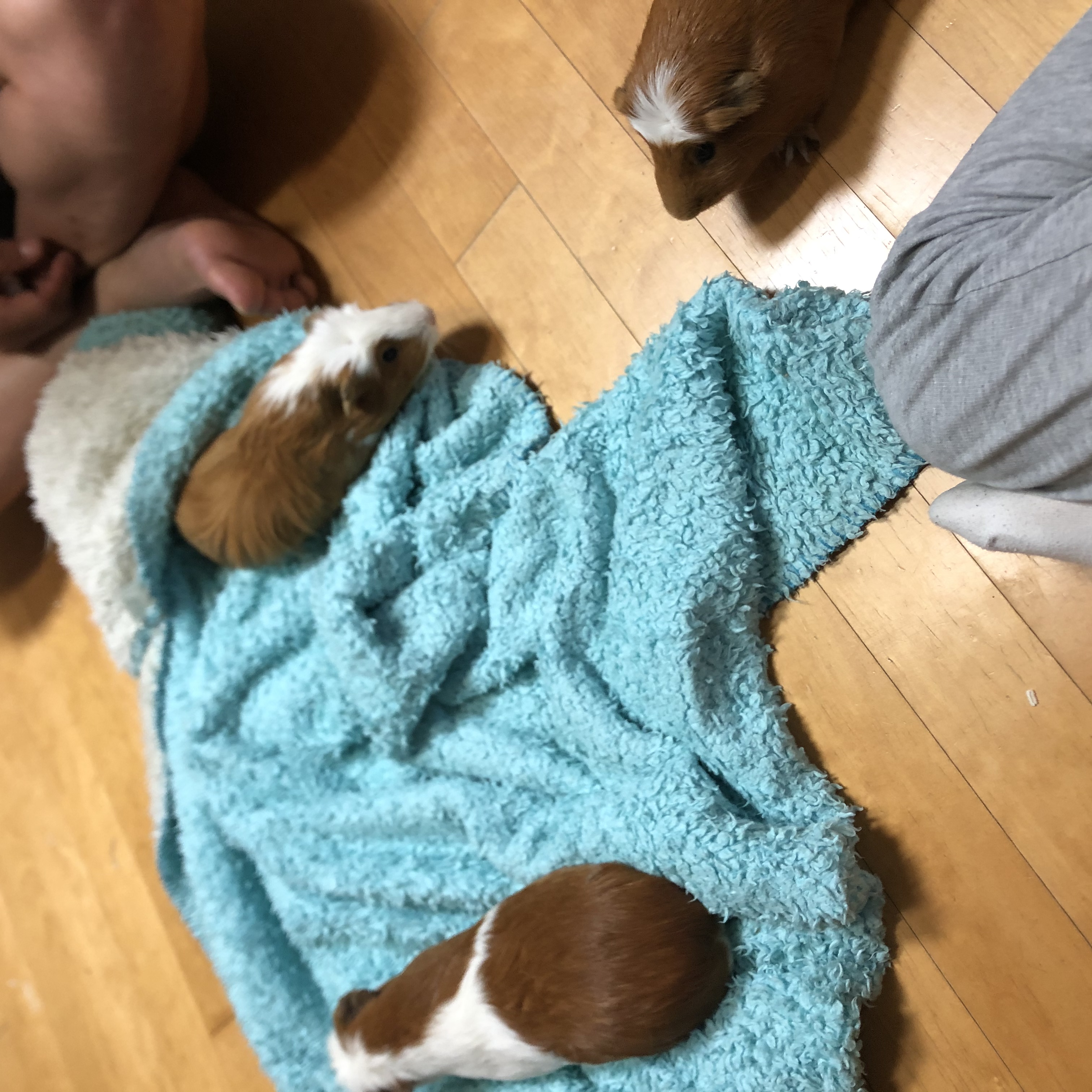 크림(뽀짝) 모카(홧팅) 라떼(내라) 한 달 좀 안 된 입양 근황