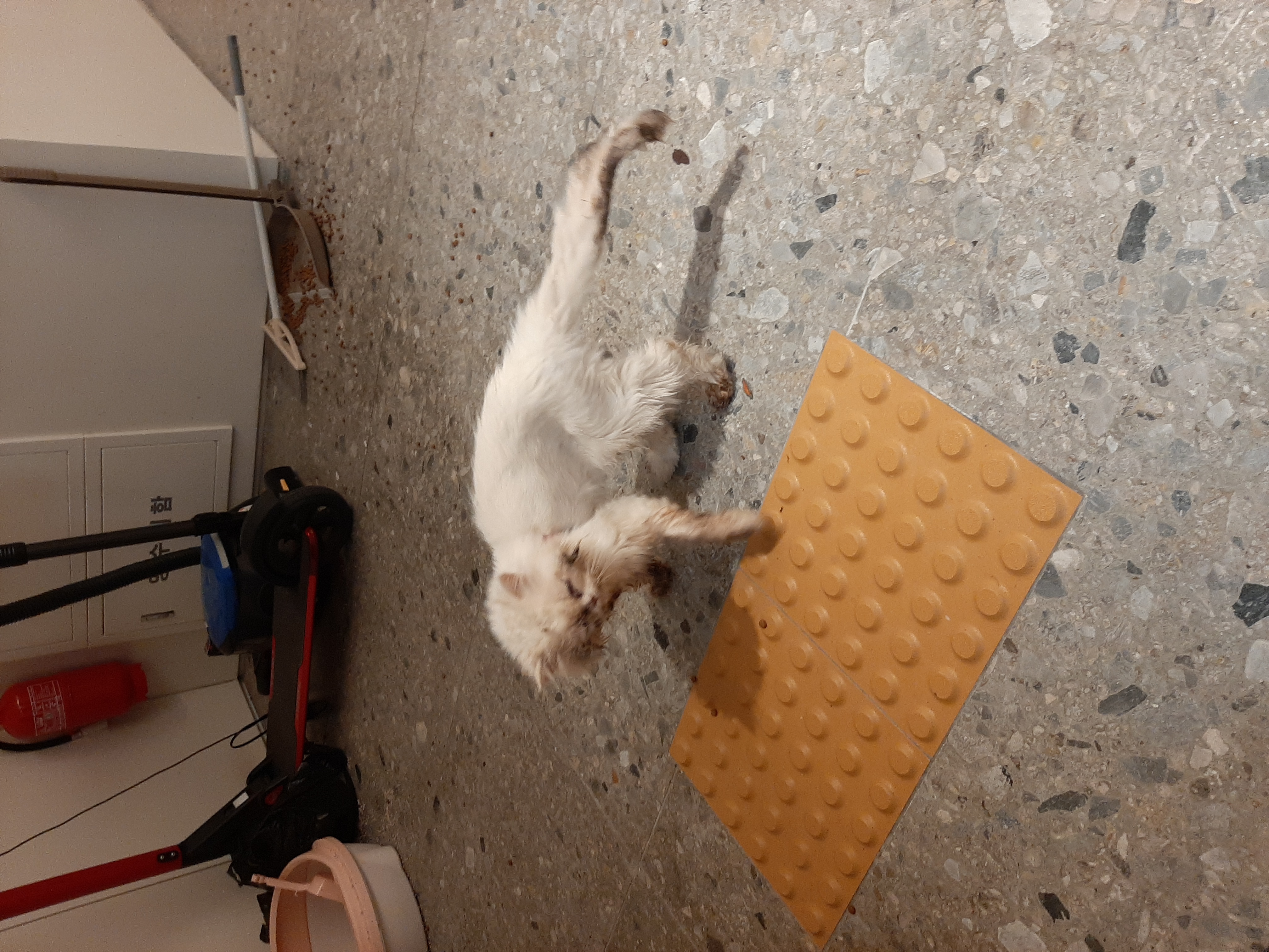 고양이가 복도 생활해요