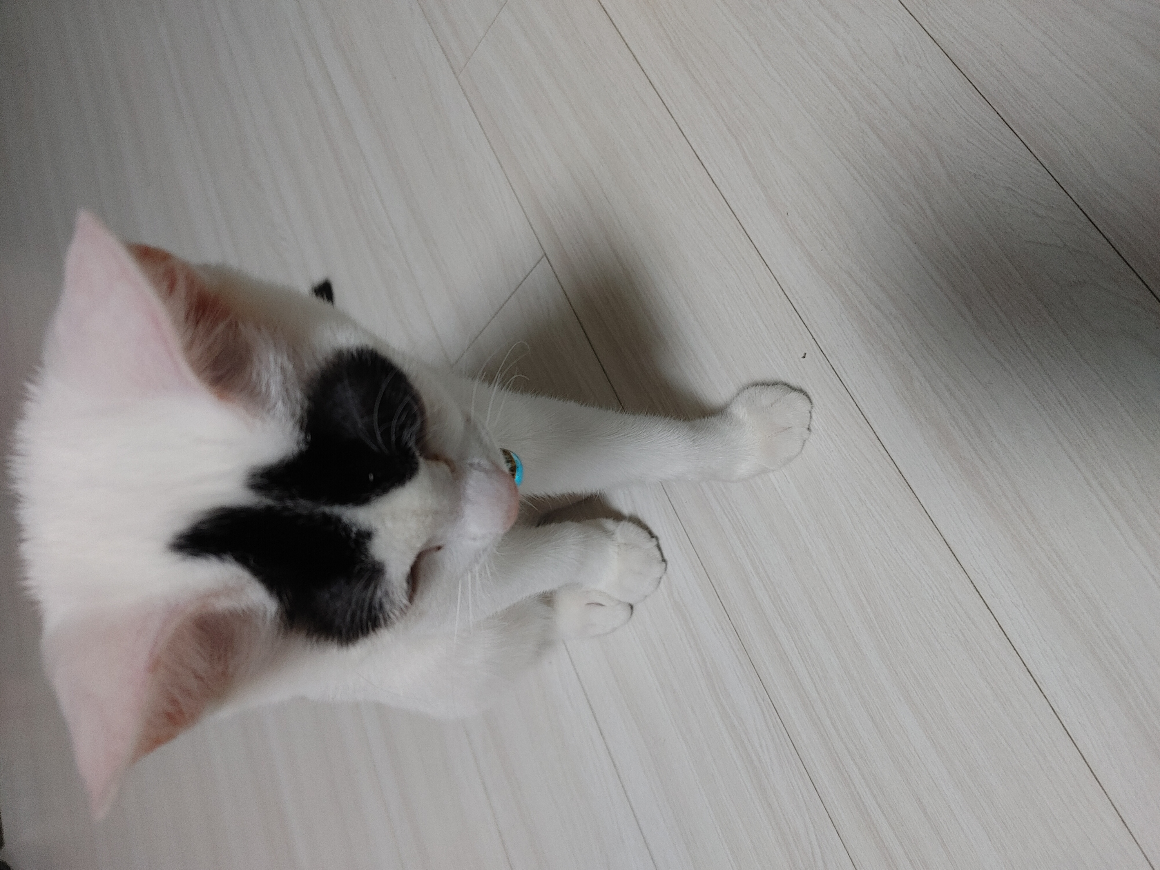 순이(하늬)영이 입양 한달 됐어요!