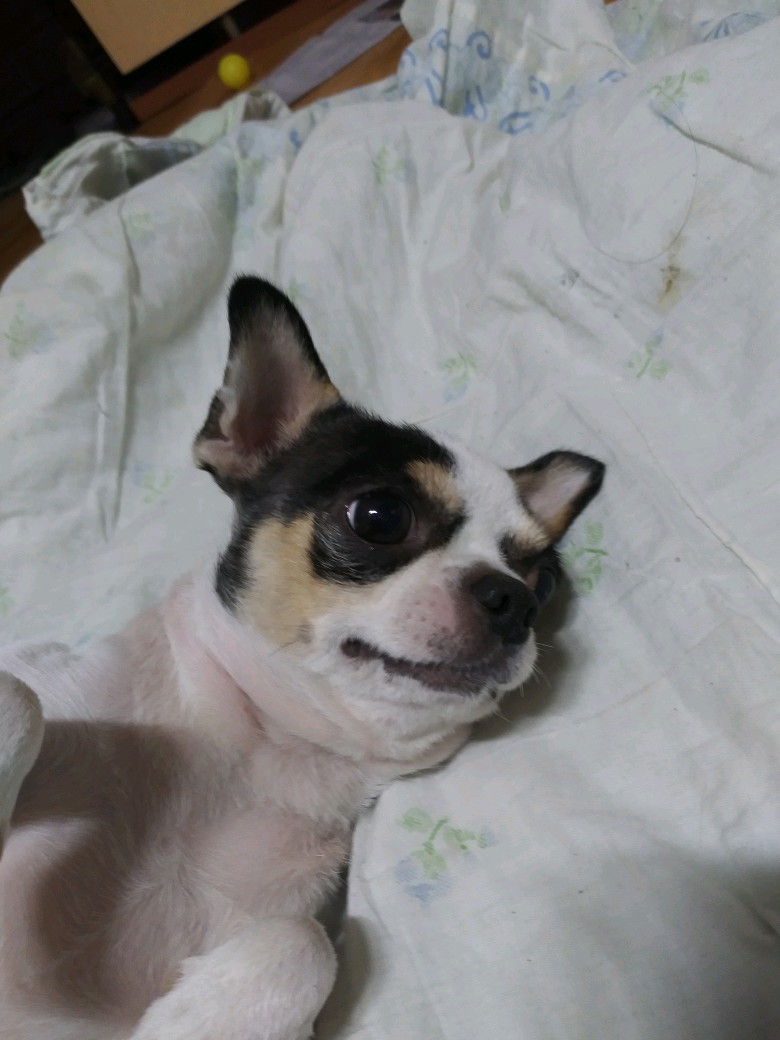 바우 입양 일주일 후기