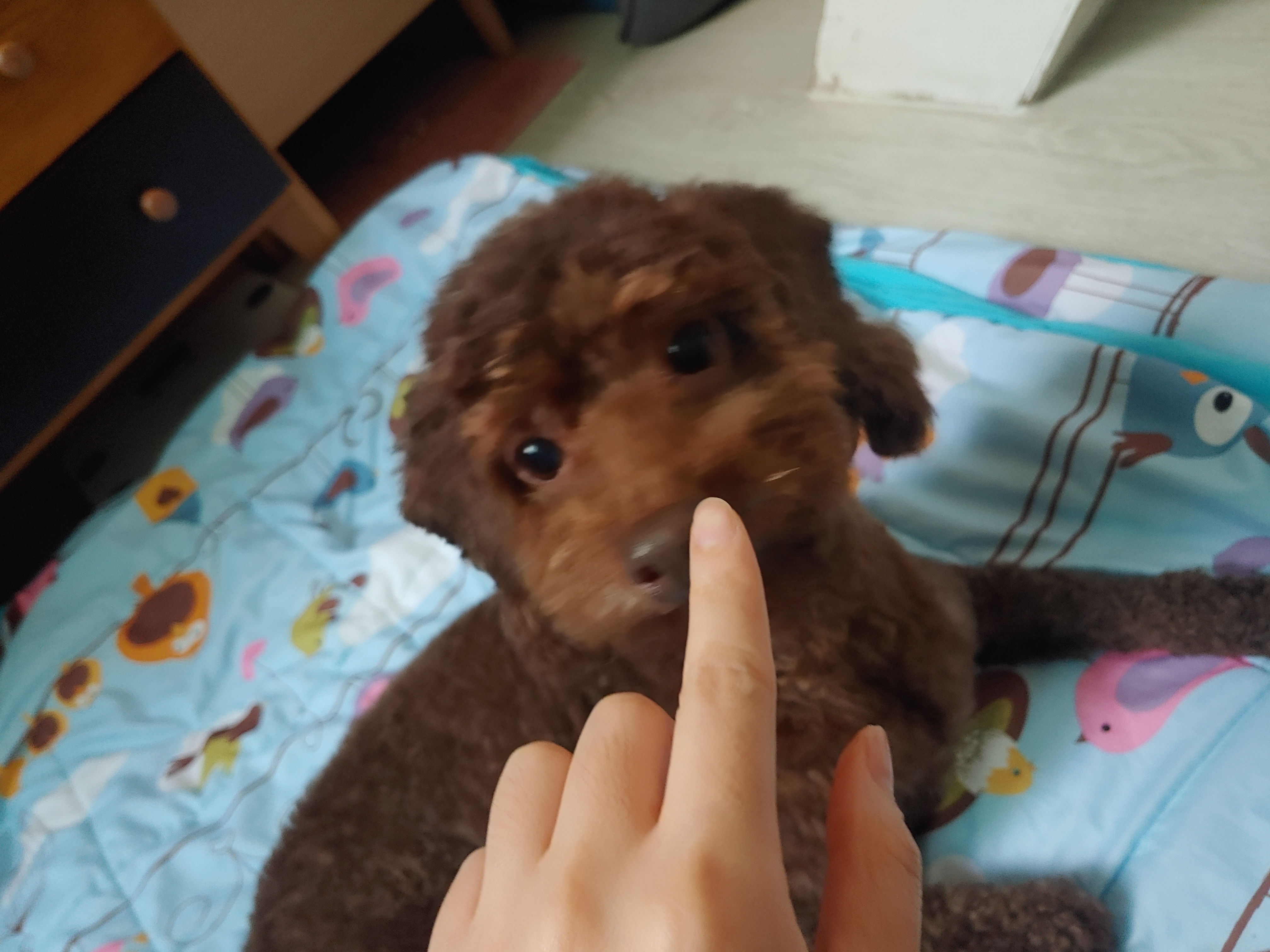 쪼꼬