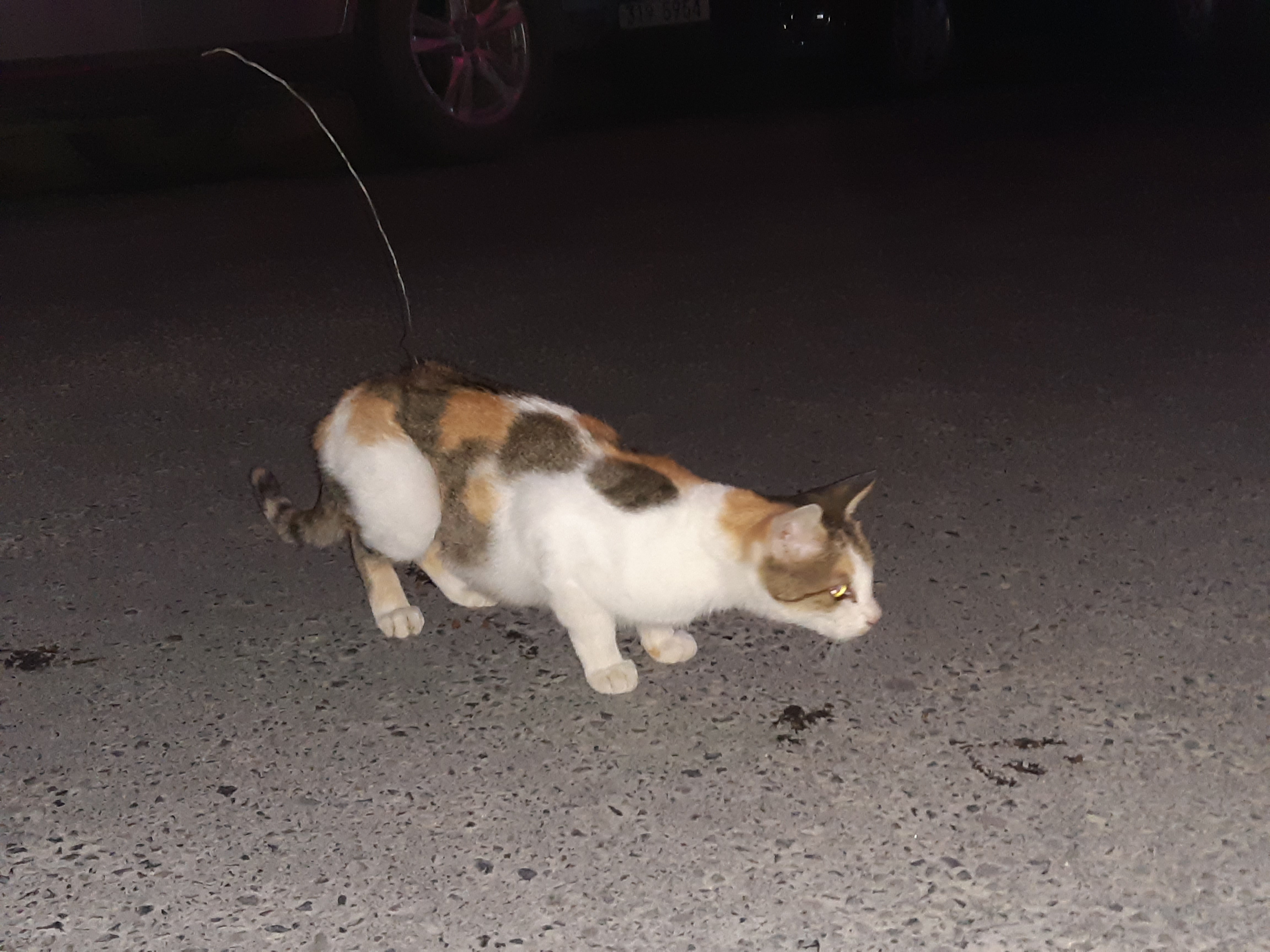 올무에 걸린 길고양이